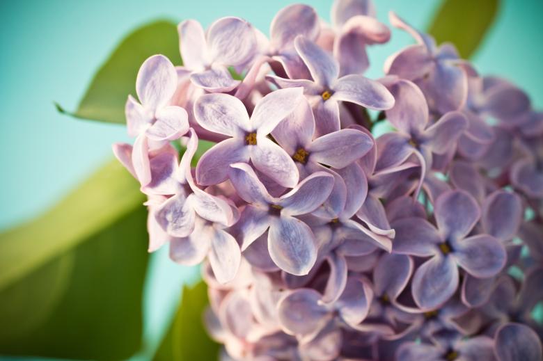 Free stock image of Fresh Lilac Flowers created by Pixabay