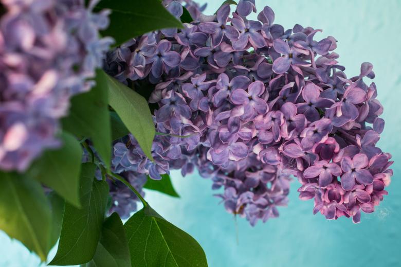 Free stock image of Fresh Lilac Flowers created by Pixabay