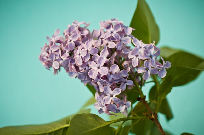 Free stock image of Fresh Lilac Flowers created by Pixabay