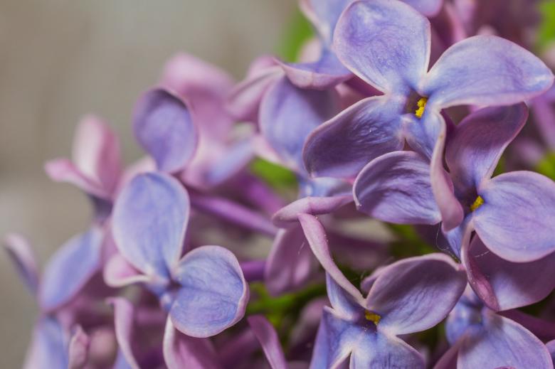 Free stock image of Fresh Lilac Flowers created by Pixabay