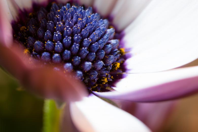 Free stock image of Fresh Marguerite created by Pixabay