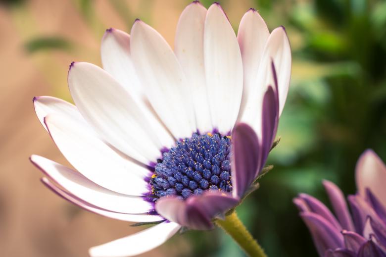 Free stock image of Fresh Marguerite created by Pixabay