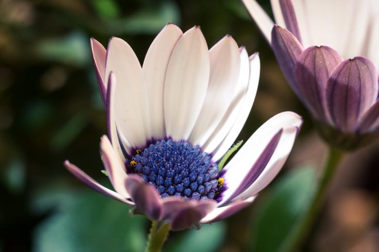Free stock image of Fresh Marguerite created by Pixabay