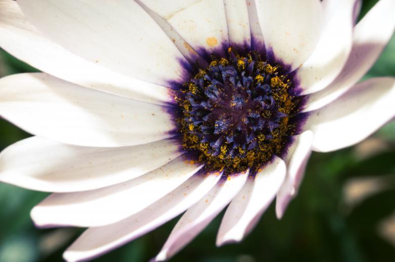 Free stock image of Fresh Marguerite created by Pixabay