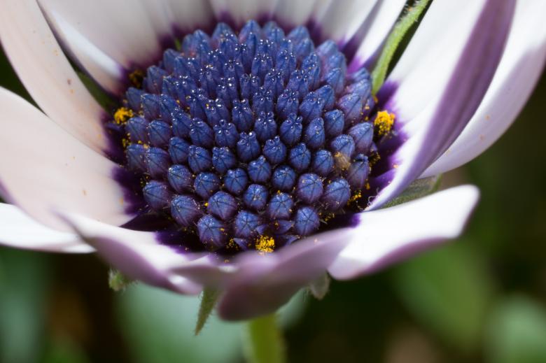 Free stock image of Fresh Marguerite created by Pixabay