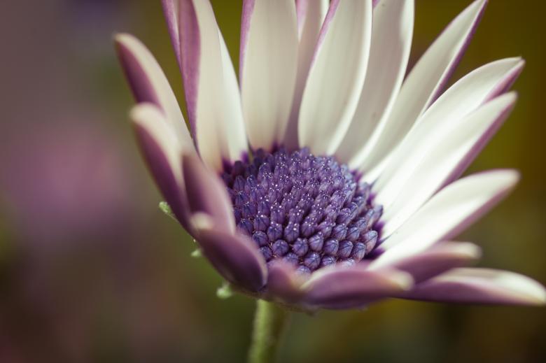 Free stock image of Fresh Marguerite created by Pixabay