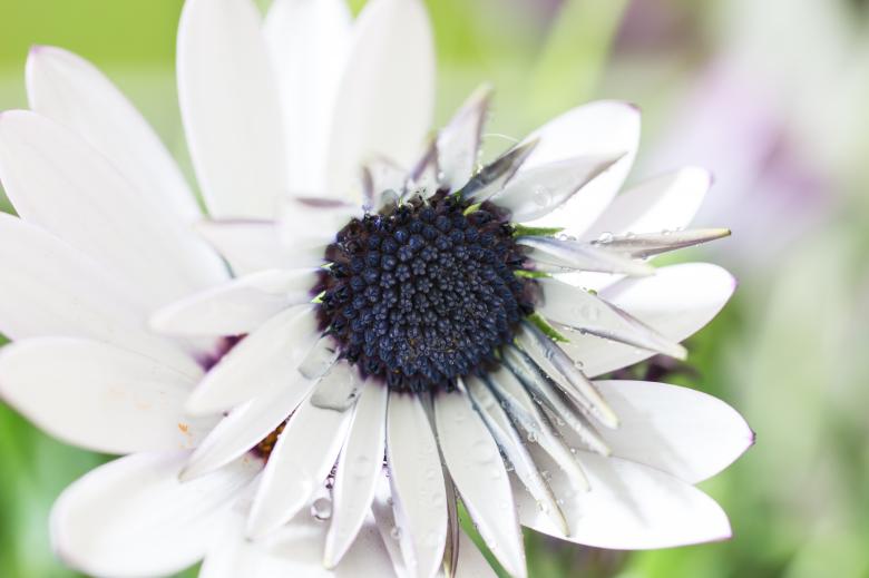 Free stock image of Fresh Marguerite created by Pixabay