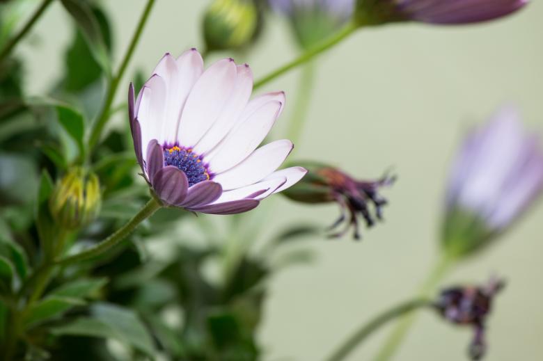 Free stock image of Osteospermum Ecklonis created by Pixabay