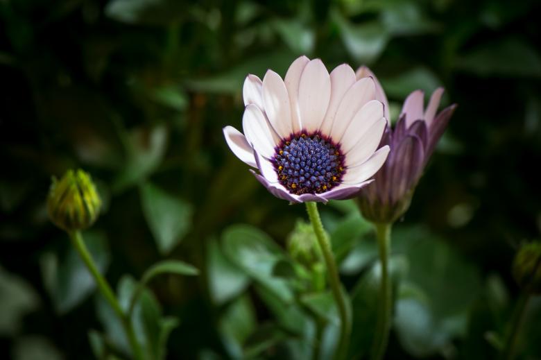 Free stock image of Osteospermum Ecklonis created by Pixabay