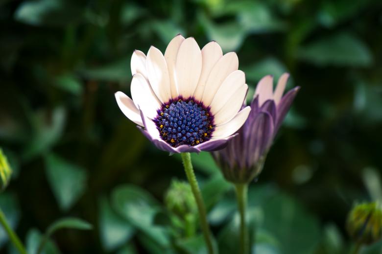 Free stock image of Osteospermum Ecklonis created by Pixabay