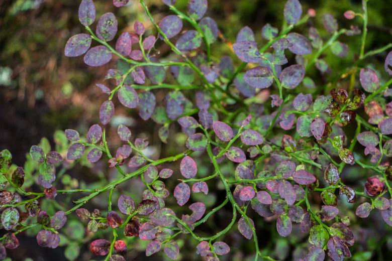 Free stock image of No more blueberries  created by Janis Urtans