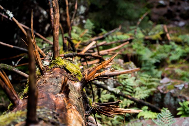Free stock image of Fallen mighty  created by Janis Urtans