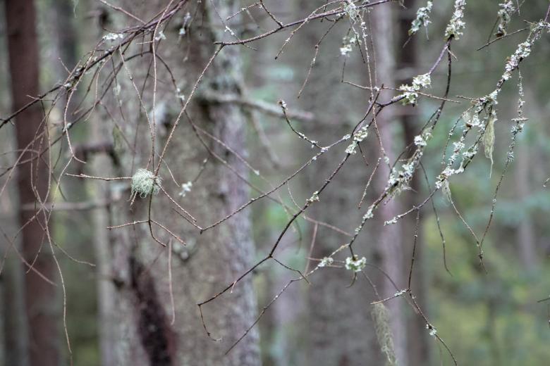 Free stock image of Lichen decorations created by Janis Urtans