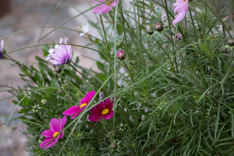 Free stock image of Flower in the pot created by Janis Urtans