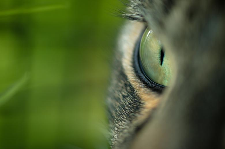 Free stock image of Cat Eye created by Pixabay
