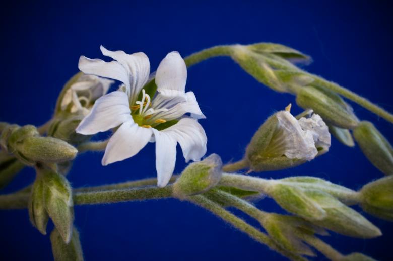 Free stock image of Cerastium Tomentosum created by Pixabay