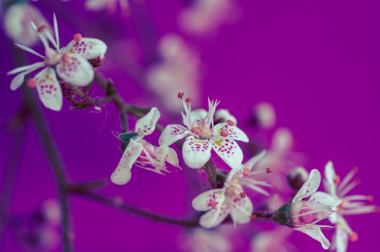 Free stock image of Saxifraga Cuneifolia created by Pixabay