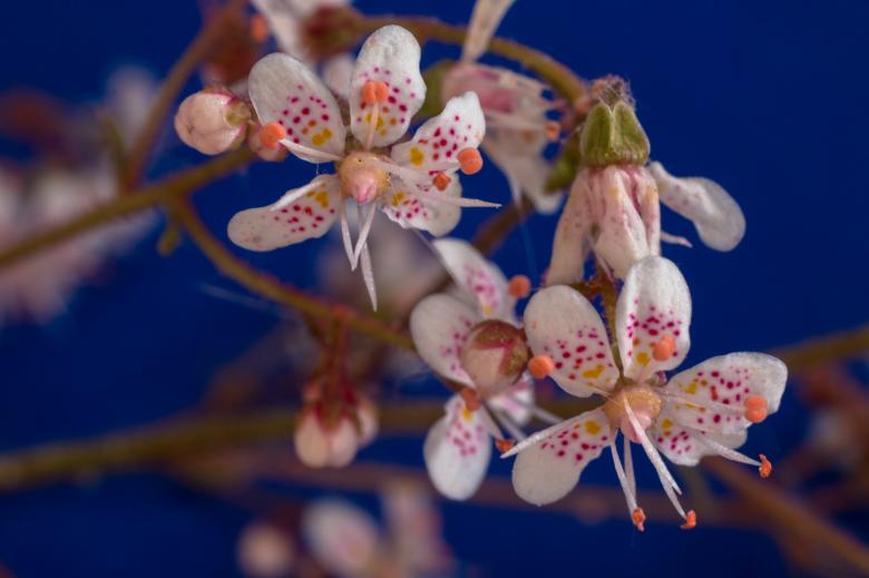 Free stock image of Saxifraga Cuneifolia created by Pixabay
