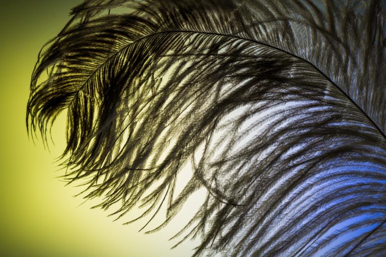 Free stock image of Smooth Feather created by Pixabay