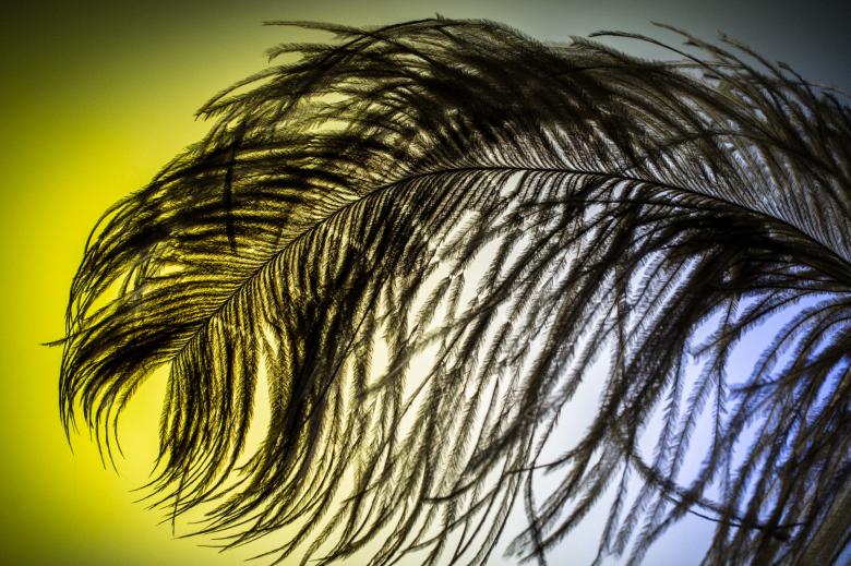 Free stock image of Smooth Feather created by Pixabay