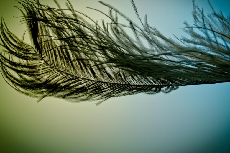 Free stock image of Strauss Spring created by Pixabay
