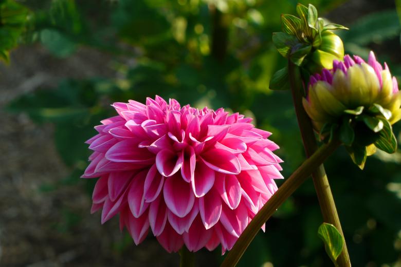 Free stock image of Dahlia Pink Flower created by Eric Yuen