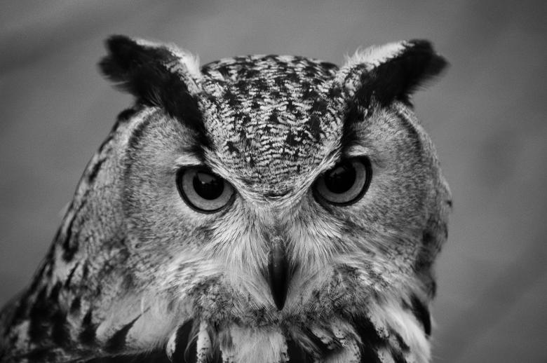 Free stock image of Owl Head created by James Stokes