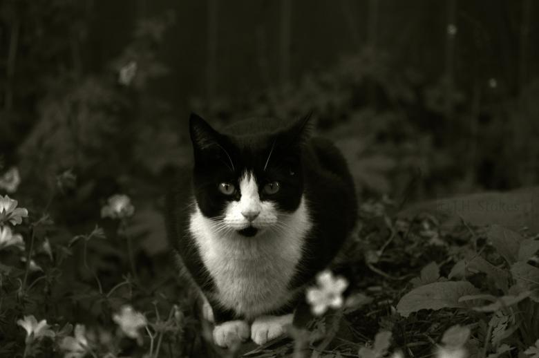 Free stock image of Black and White Cat created by James Stokes