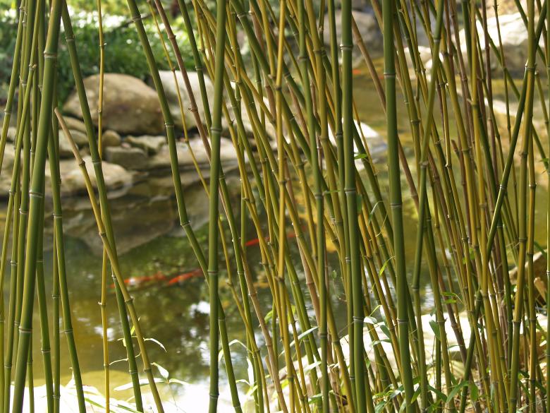 Free stock image of The Stream created by Mario