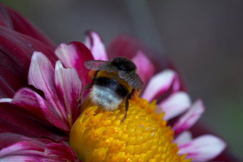 Free stock image of Bee on the Dahlia created by Pixabay