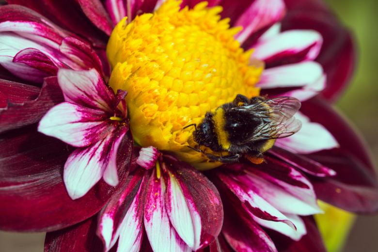 Free stock image of Bee on the Dahlia created by Pixabay