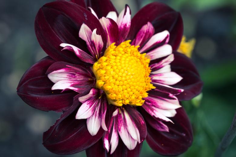Free stock image of Dahlia Hortensis created by Pixabay