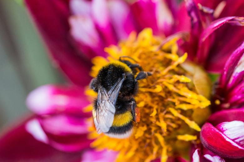 Free stock image of Bee on the Dahlia created by Pixabay