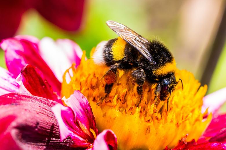 Free stock image of Bee on the Dahlia created by Pixabay