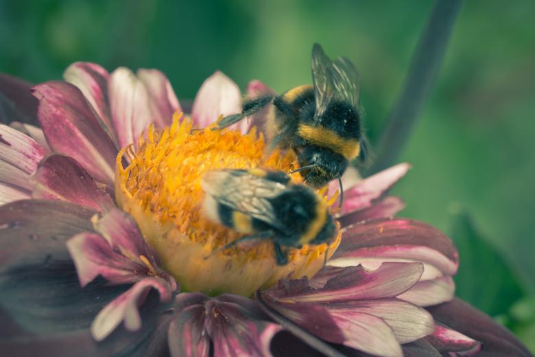 Free stock image of Bee on the Dahlia created by Pixabay