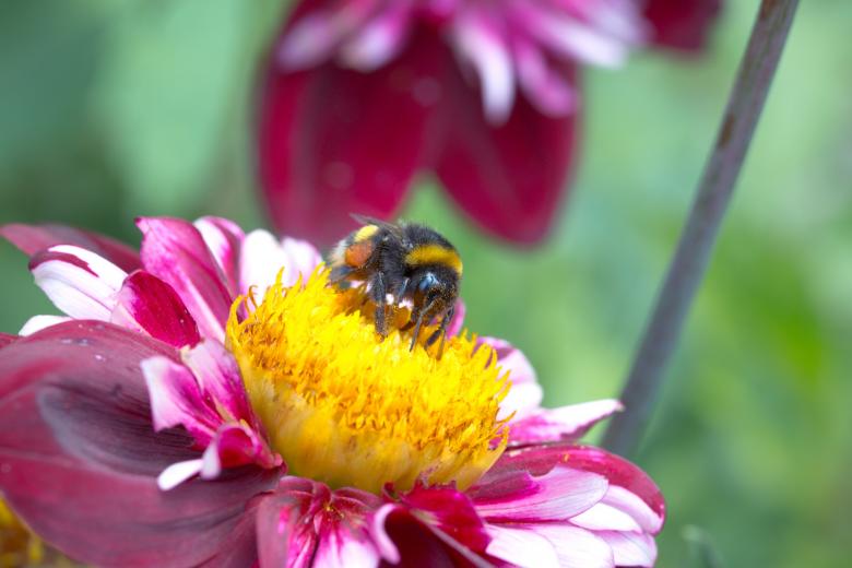 Free stock image of Bee on the Dahlia created by Pixabay