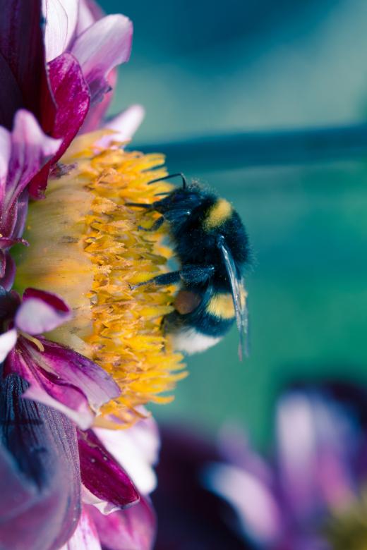 Free stock image of Bee on the Dahlia created by Pixabay