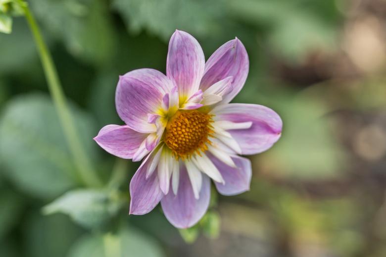 Free stock image of Dahlia Hortensis created by Pixabay