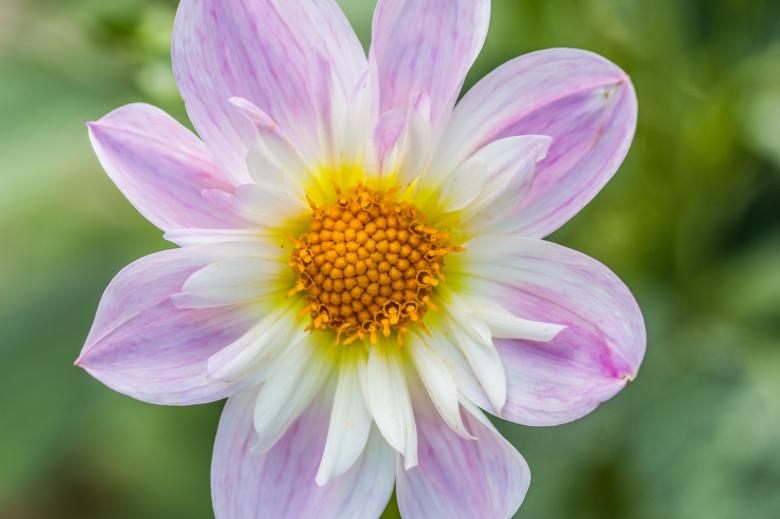 Free stock image of Dahlia Hortensis created by Pixabay