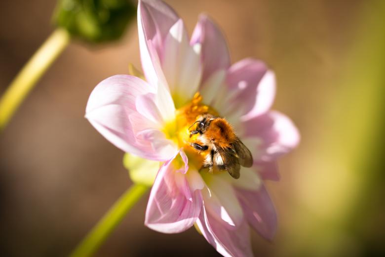 Free stock image of Fly on the Dahlia created by Pixabay