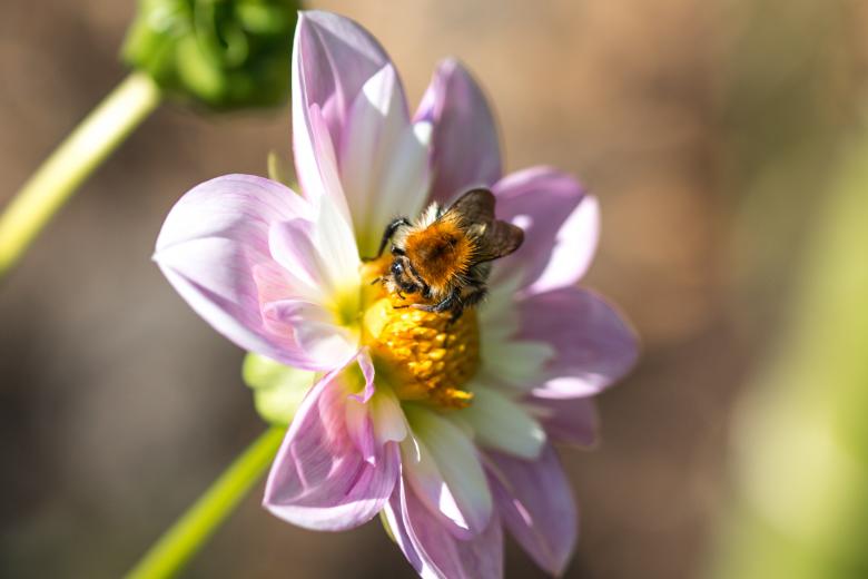 Free stock image of Fly on the Dahlia created by Pixabay