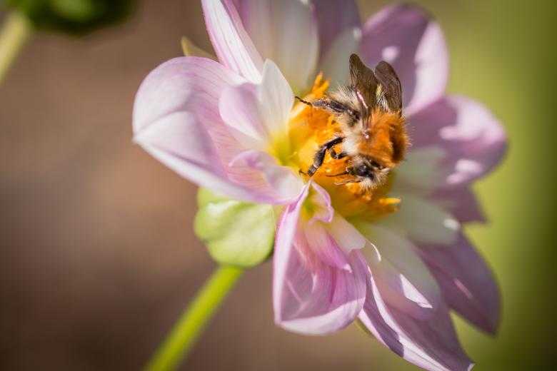 Free stock image of Fly on the Dahlia created by Pixabay