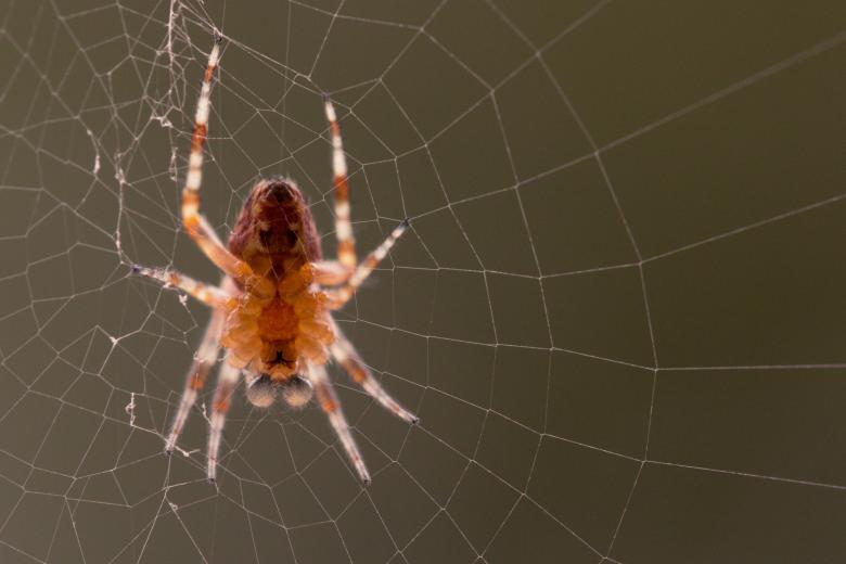 Free stock image of Garden Spider created by Pixabay