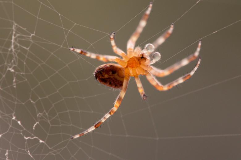 Free stock image of Garden Spider created by Pixabay