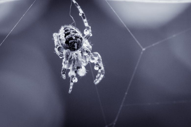 Free stock image of Garden Spider created by Pixabay
