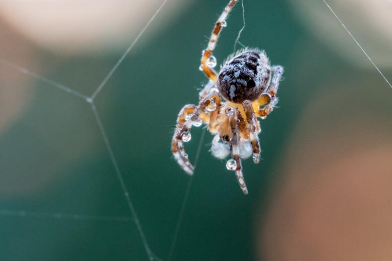 Free stock image of Garden Spider created by Pixabay