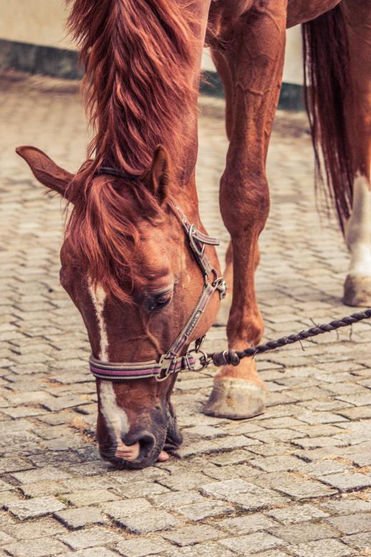 Free stock image of Brown Horse created by Pixabay