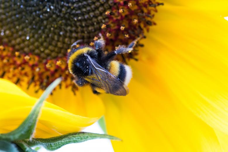 Free stock image of Hummel Bee on the Flower created by Pixabay