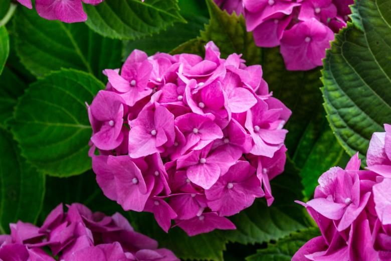 Free stock image of Fresh Hydrangeas created by Pixabay