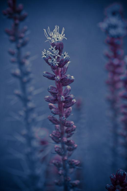 Free stock image of Liatris Spicata created by Pixabay